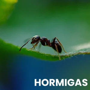 Hormigas