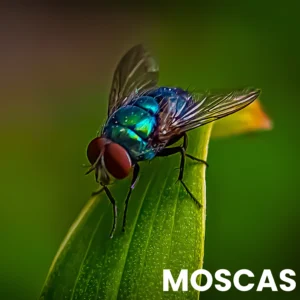 Moscas