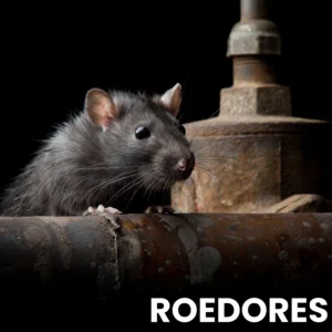 Roedores