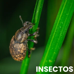 Insectos